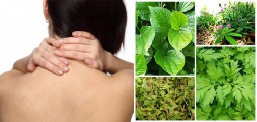 Cây lá lốt kết hợp với ngải cứu cùng cây cỏ xước và cây trinh nữ